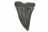 Fossil Broad-Toothed Mako Tooth - South Carolina #171194-1